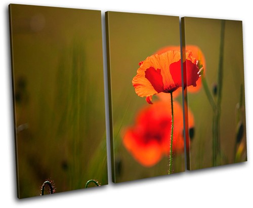 Poppy field flowers floral - flowers,