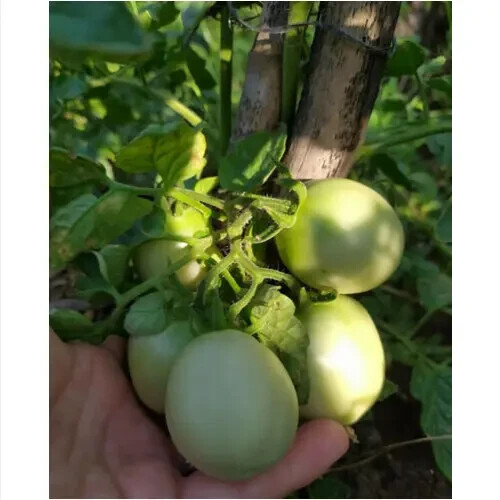Semi pomodoro siccagno - 50,