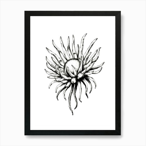 Dalia flower stampa - dalia, 1