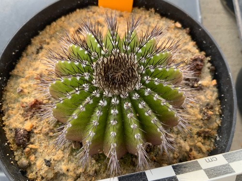 431 uebelmannia pectinifera - uebelmannia,