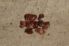 CIPRESSO DI MONTEREY -