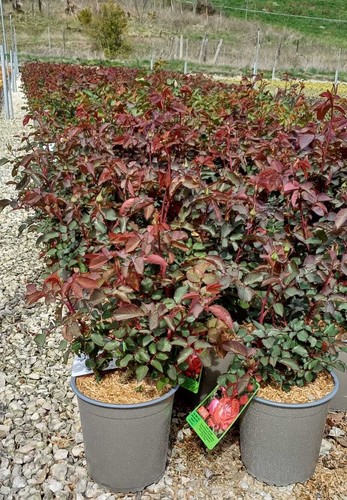 Rosa grandiflora pianta - pianta, di