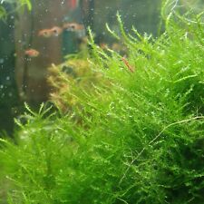pianta piante vere vive raro moss muschio acquario vivo di acqua dolce 5x5cm