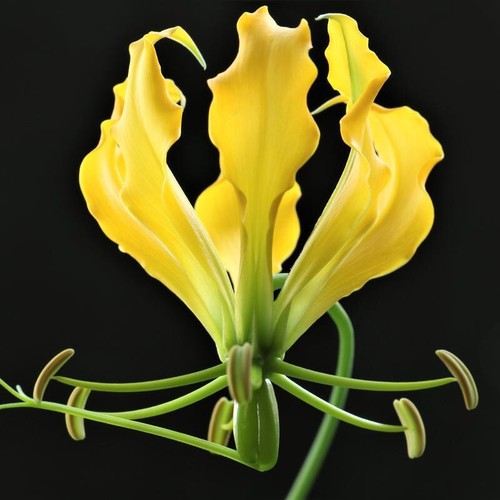 Semi gloriosa lutea - gloriosa,