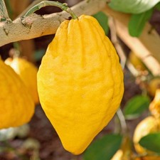 Pianta cedro citrus - di,