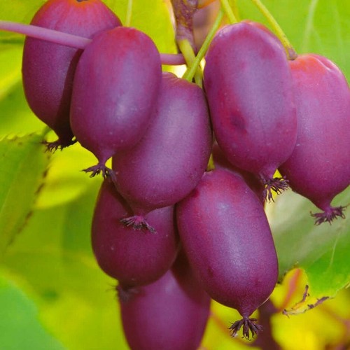 Aktinidia purpurna sadowa - aktinidia,
