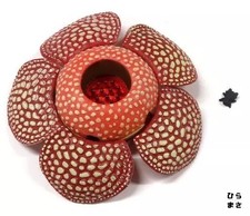 Giant Flower Rafflesia B