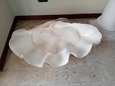 Conchiglia Gigante Tridacna
