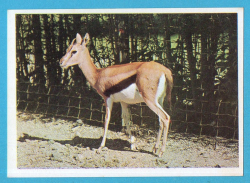 Animali tutto il - animali,