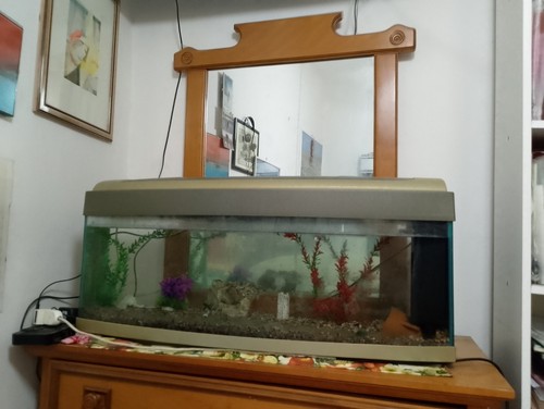 Acquario 100 litri completo - acquario,