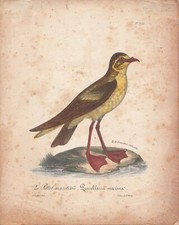 ANTICA STAMPA COLORI