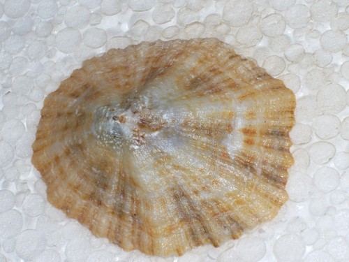 Rotula caerulea stellata - rotula,
