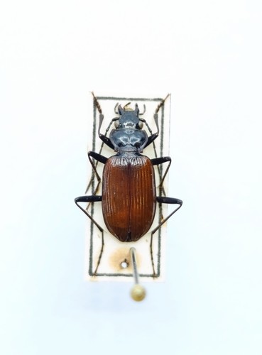 Entomology taxidermy - taxidermy,