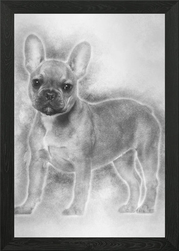 Bulldog francese cucciolo - , 5