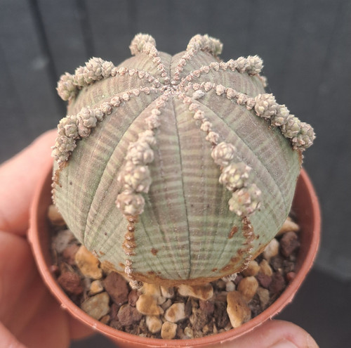 Euphorbia obesa prolifera - f.,