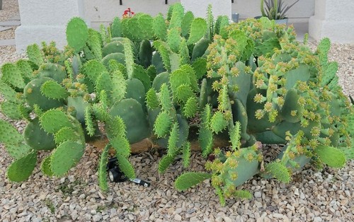 Cactus fico india - cactus, senza