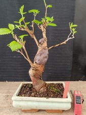 Bonsai gelso cm visita - h,