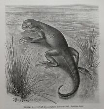 Testa di rospo barbuto Phrynocephalus mystaceus incisione su legno 1912 lucertola rettili 