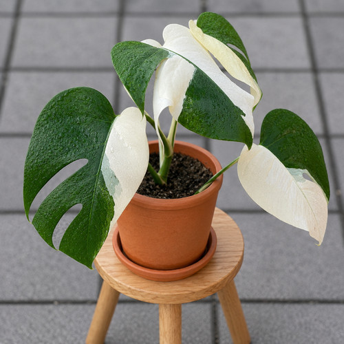 Monstera variegata mezza - variegata,