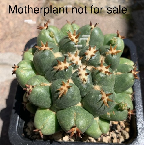 Coryphantha elephantidens - , cv