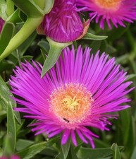 Carpobrotus edulis | Fico degli Ottentotti | Pianta di ghiaccio - Fico degli Ottentotti | Fiore di mezzogiorno