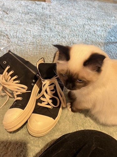 Sneaker rick owens - rick,