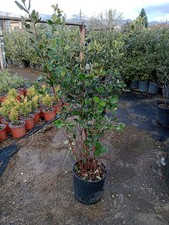 Feijoa sellowiana, sempreverde