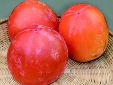 Pianta di Kako Lotus: varietà