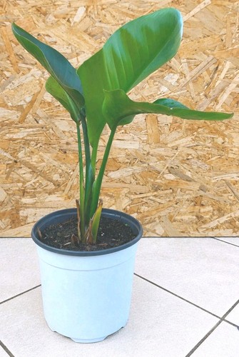 Strelitzia nicolai white bird - strelitzia,