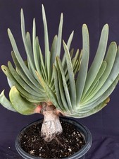 Aloe plicatilis compact A+ XL