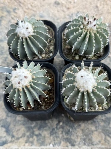 Pianta cactus succulenta - di,