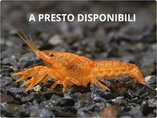 Nano gambero cambarellus - nano,
