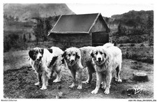 ASHP8-0459-CANE - Tre Cani Dei