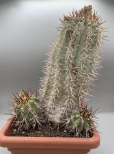 Copiapoa calderana old - , rare