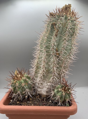 Copiapoa calderana old - , rare