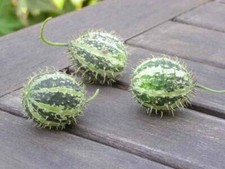 Cetriolo uva spina cucumis - -,