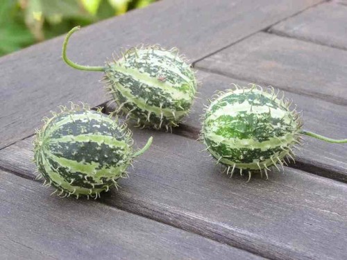 Cetriolo uva spina cucumis - d'uva,