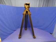 Cartoni Focus 12 testa