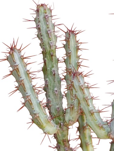 Euphorbia aeruginosa pianta