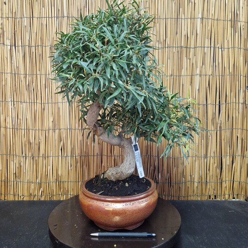 Bonsai ficus nerifolia h - bonsai,
