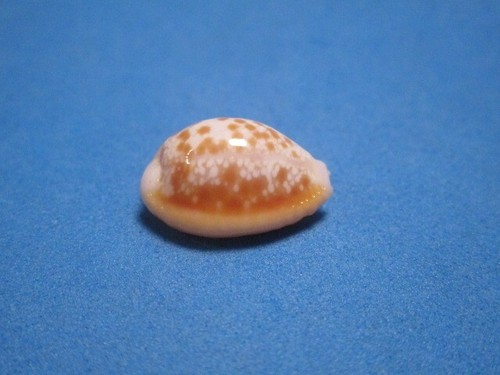 Cypraea helvola callista - cypraea,