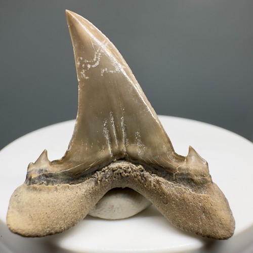 Dente squalo tigre - di,