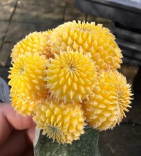 6,7 cm Turbinicarpus