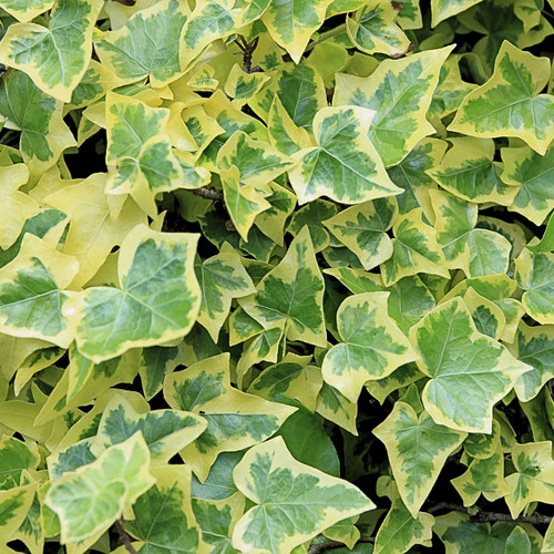 Hedera helix edera variegata - hedera,