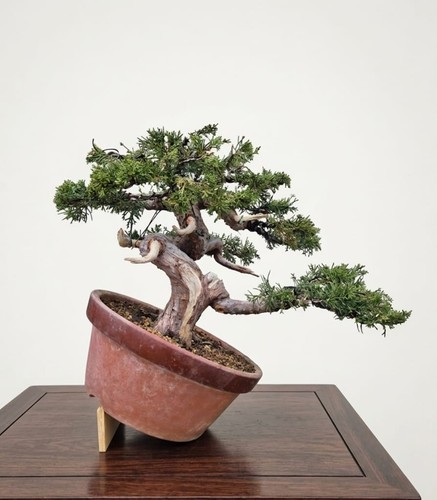 Bonsai ginepro itoigawa - di,