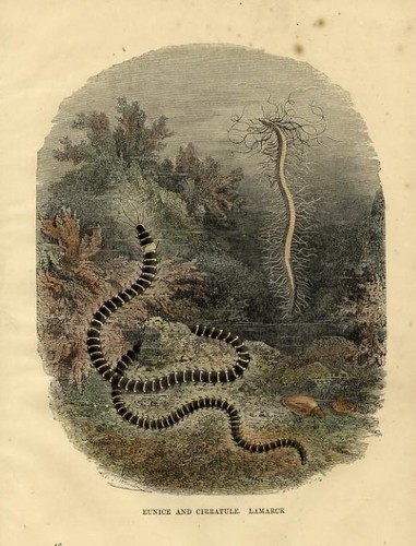 1869 incisione antica - 1869, colori