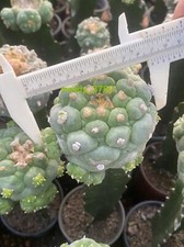 Pianta succulenta di cactus