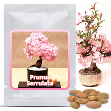 Semi Bonsai - Ciliegio