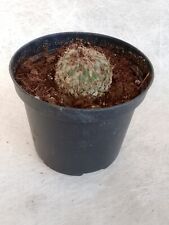 Pelecyphora Strombiliformis - vaso 10 cm