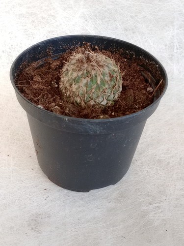 Pelecyphora strombiliformis - pelecyphora,